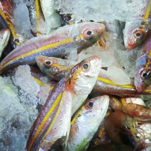 דגים צבעוניים